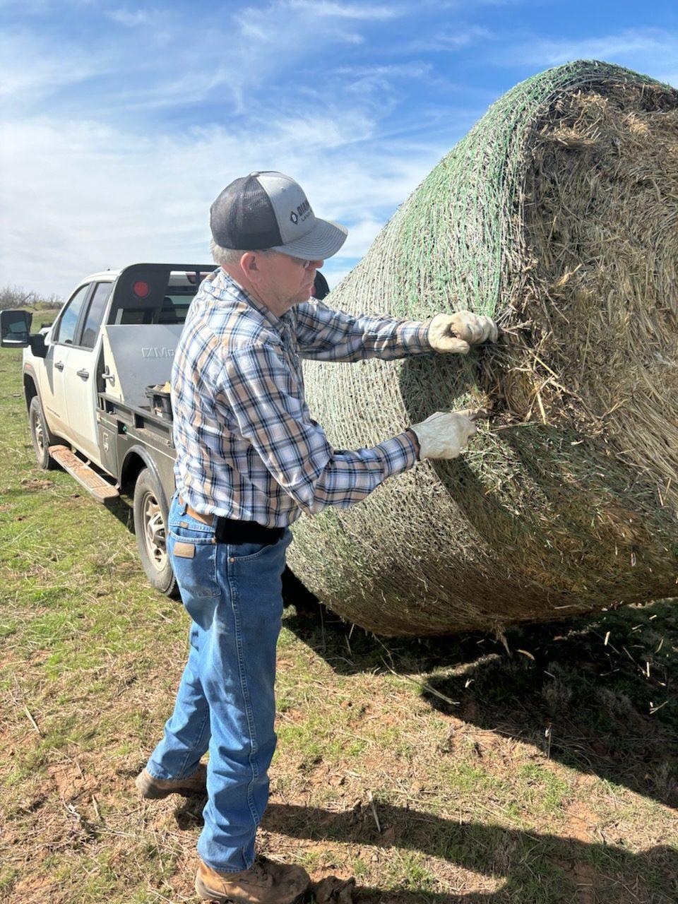 Rancher unrolling a hay bale for cattle