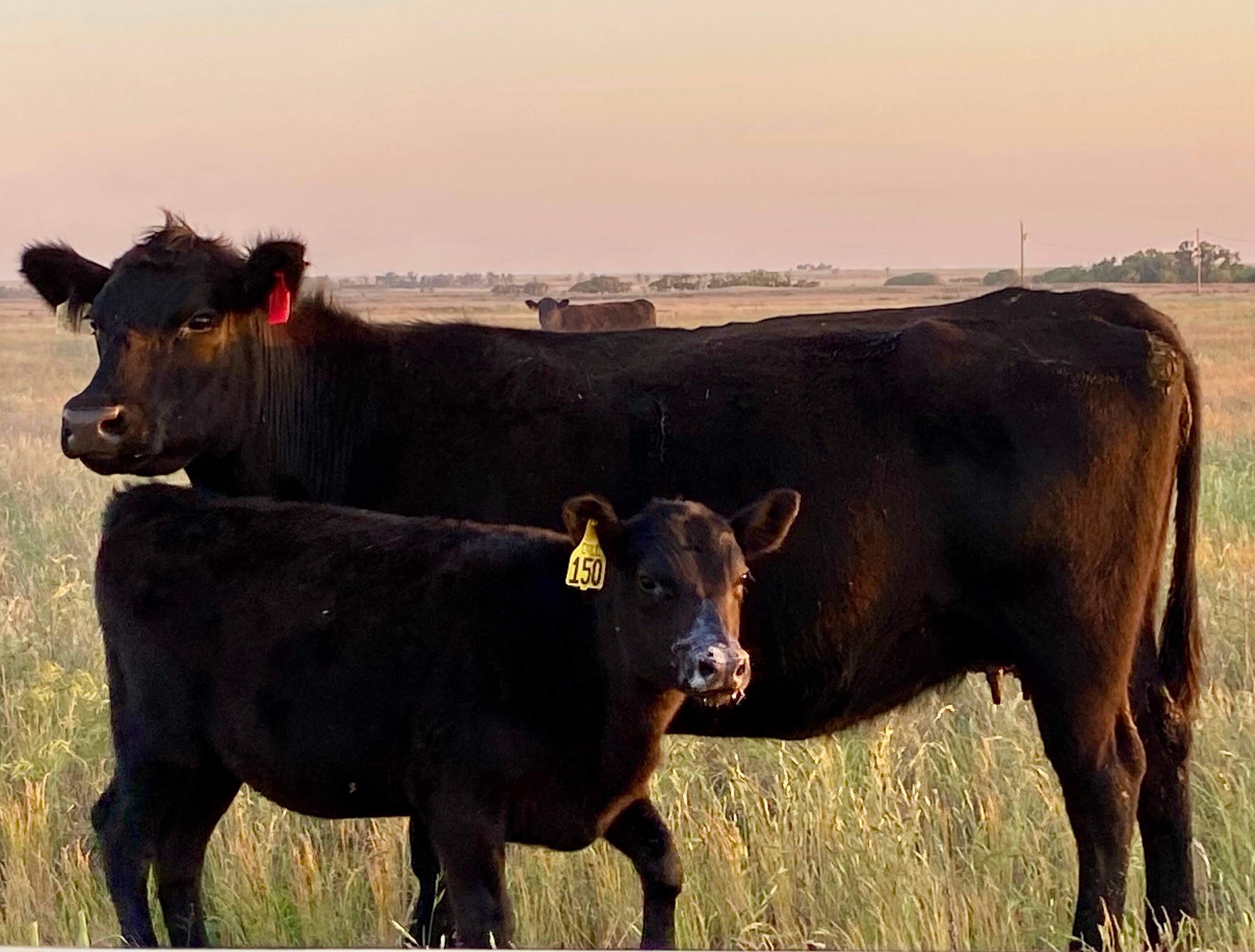 bull and calf