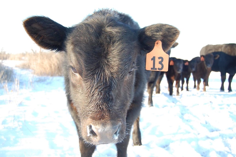 Cows in the Snow